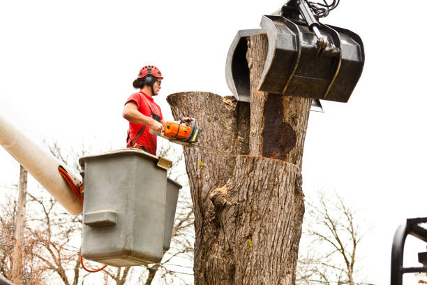 Best Leaf Removal  in Booneville, MS